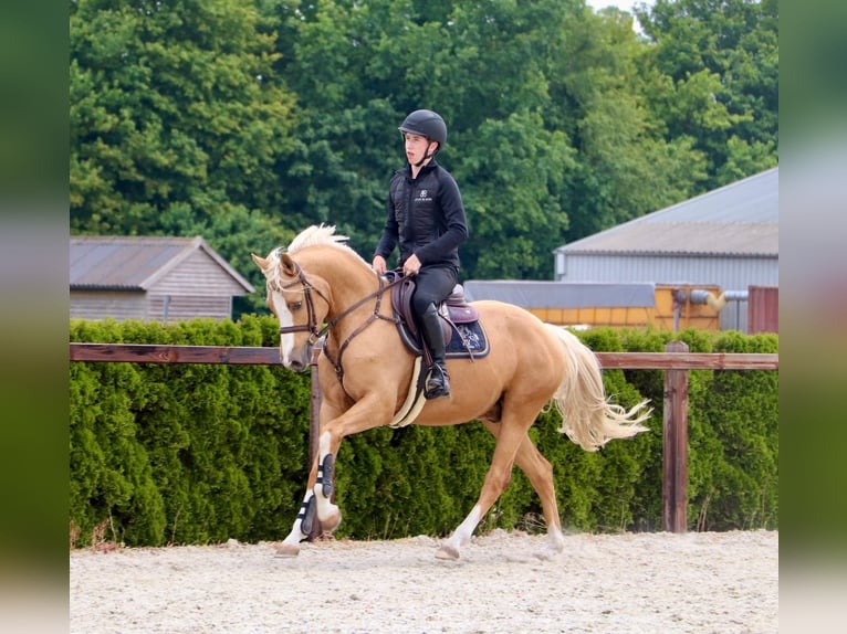 German Riding Pony Gelding 5 years 14,2 hh Palomino in Meppen