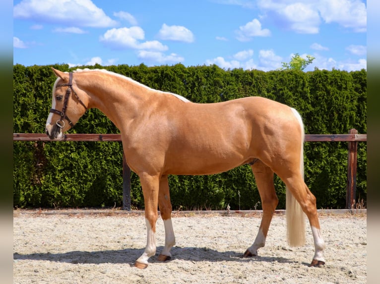 German Riding Pony Gelding 5 years 14,2 hh Palomino in Meppen