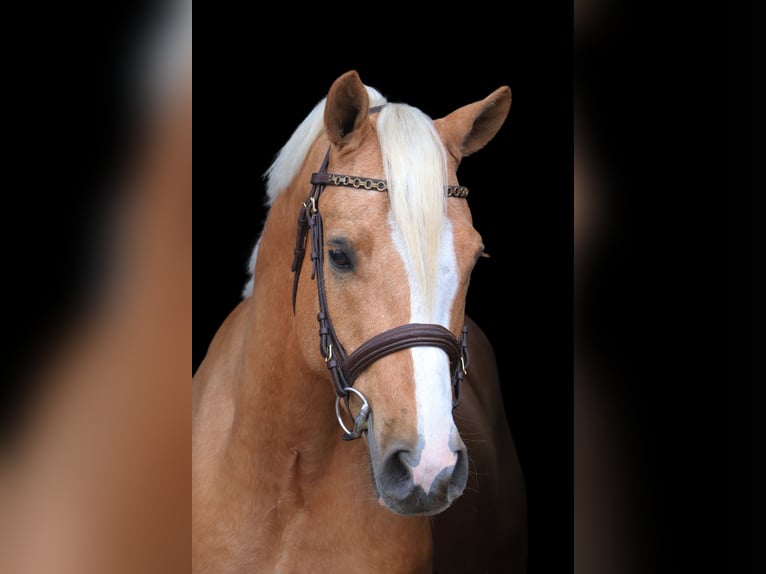 German Riding Pony Gelding 5 years 14,2 hh Palomino in Meppen