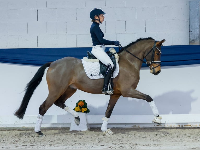 German Riding Pony Gelding 5 years 14,3 hh Brown in Marsberg