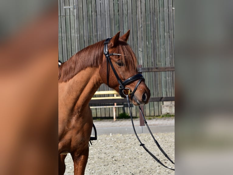 German Riding Pony Gelding 5 years 14,3 hh Chestnut-Red in EdewechtFriedrichsfehn