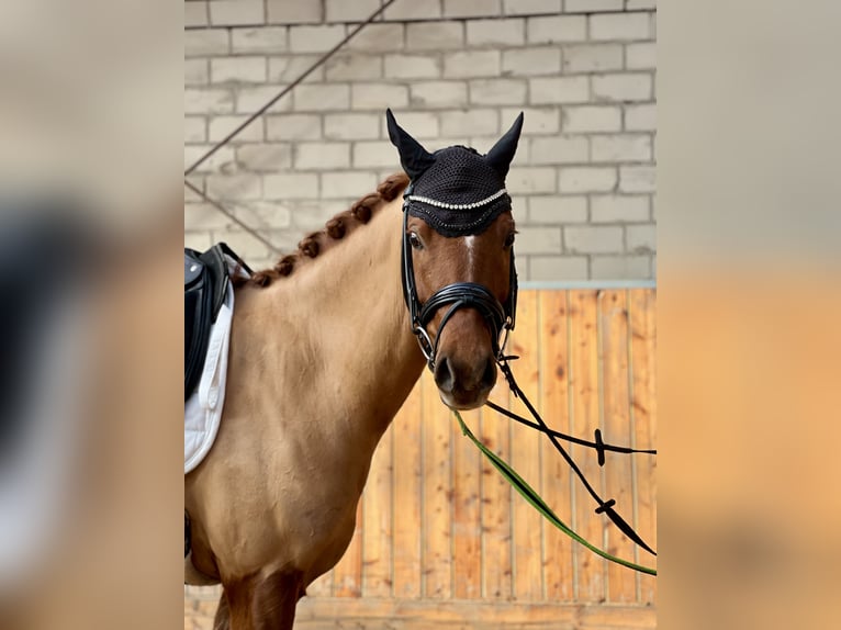 German Riding Pony Gelding 5 years 14,3 hh Chestnut-Red in EdewechtFriedrichsfehn