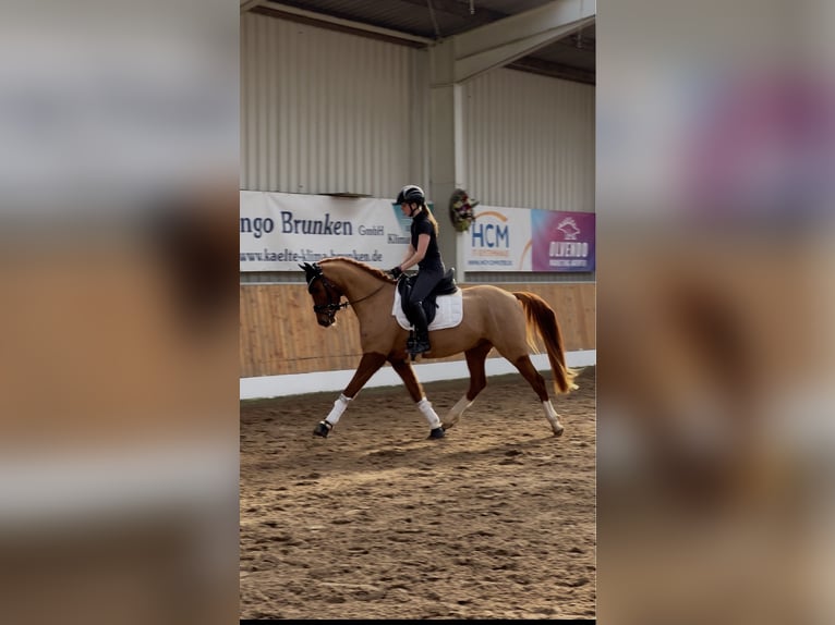 German Riding Pony Gelding 5 years 14,3 hh Chestnut-Red in EdewechtFriedrichsfehn