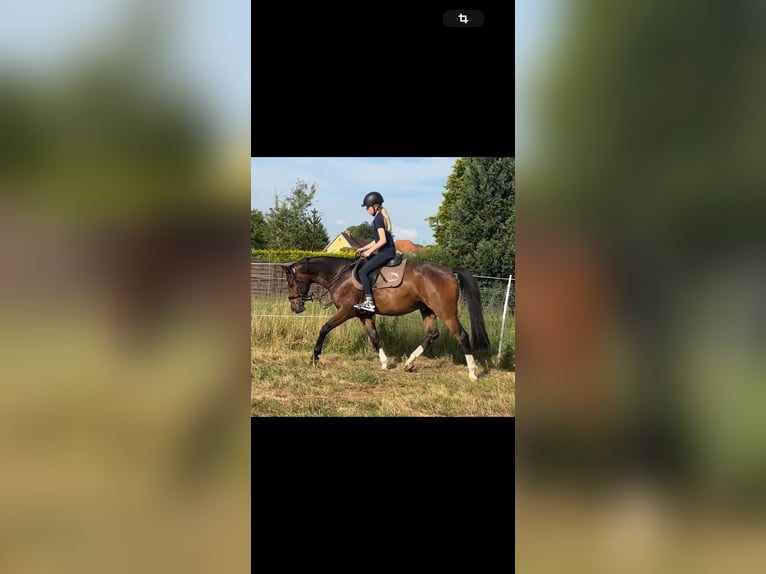 German Riding Pony Gelding 5 years 15,1 hh Bay-Dark in Grevenbroich