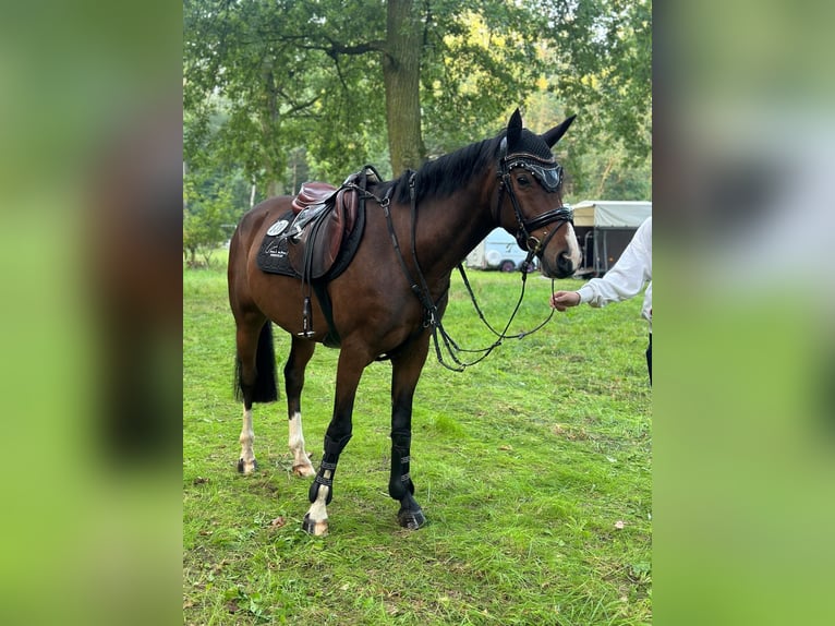 German Riding Pony Gelding 5 years 15,1 hh Bay-Dark in Grevenbroich