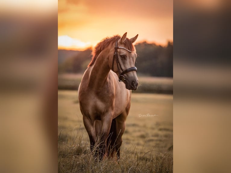 German Riding Pony Gelding 5 years 15.1 hh Buckskin in Havixbeck