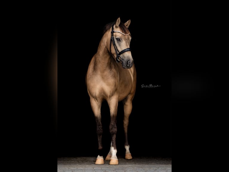 German Riding Pony Gelding 5 years 15.1 hh Buckskin in Havixbeck