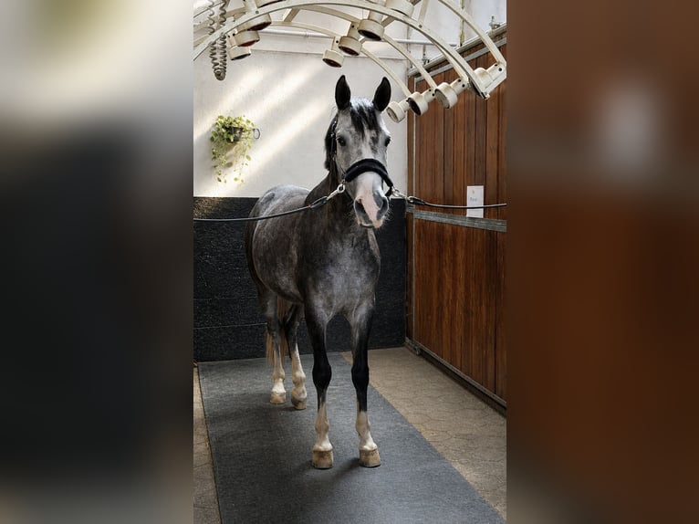 German Riding Pony Gelding 5 years 15.1 hh Grey in Margarethen am Moos