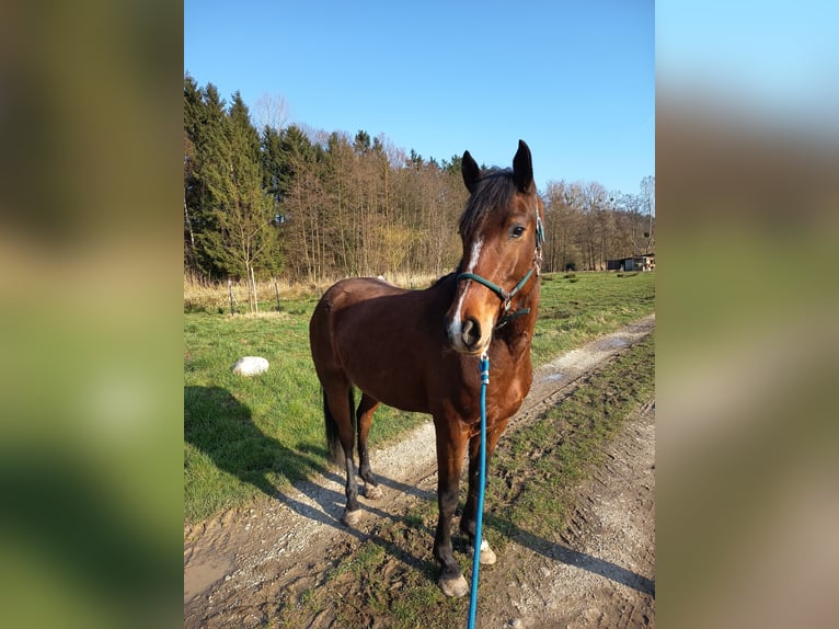 German Riding Pony Mix Gelding 5 years 15.2 hh Brown in Dransfeld