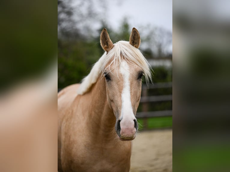 German Riding Pony Gelding 5 years 15.3 hh Palomino in Wuppertal