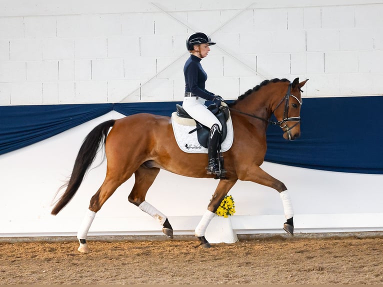 German Riding Pony Gelding 5 years 15 hh Brown in Marsberg