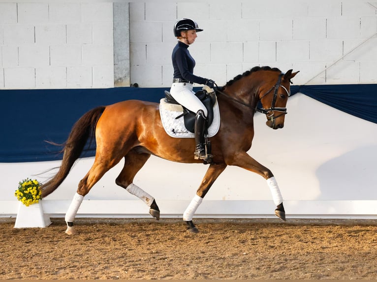 German Riding Pony Gelding 5 years 15 hh Brown in Marsberg