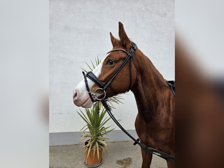 German Riding Pony Gelding 5 years 15 hh Chestnut-Red in Finsing