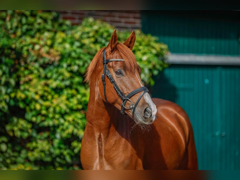 German Riding Pony Gelding 5 years 15 hh Chestnut-Red in Bad Zwischenahn