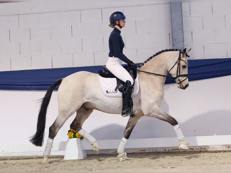 German Riding Pony Gelding 5 years 15 hh Dun in Marsberg