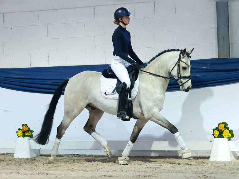 German Riding Pony Gelding 5 years 15 hh Dun in Marsberg