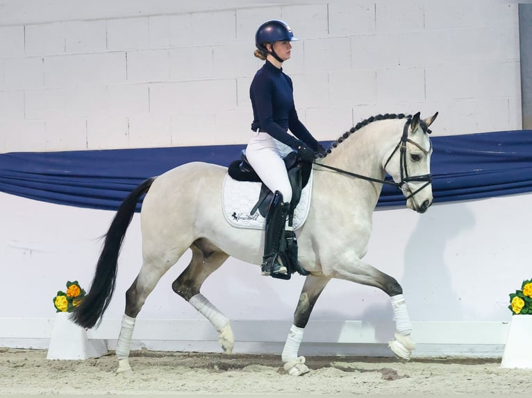 German Riding Pony Gelding 5 years 15 hh Dun in Marsberg