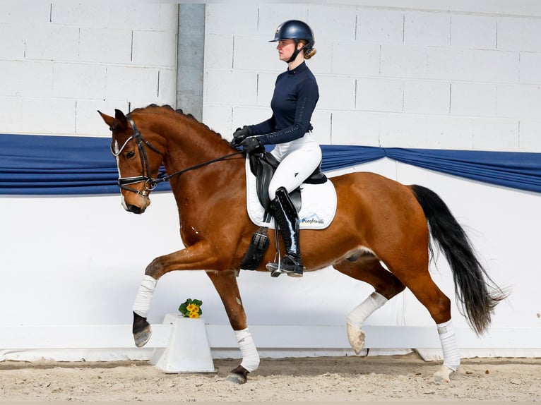 German Riding Pony Gelding 5 years 15,1 hh Brown in Marsberg