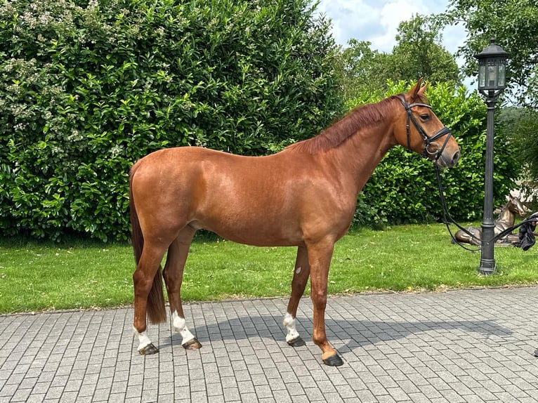 German Riding Pony Mix Gelding 5 years 15,1 hh Chestnut-Red in Rhauderfehn