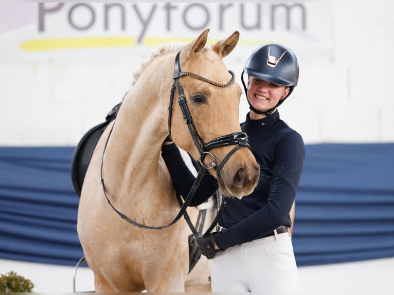 German Riding Pony Gelding 5 years 15,2 hh Palomino in Marsberg