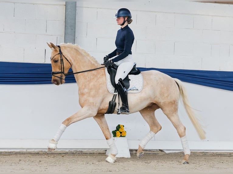 German Riding Pony Gelding 5 years 15,2 hh Palomino in Marsberg