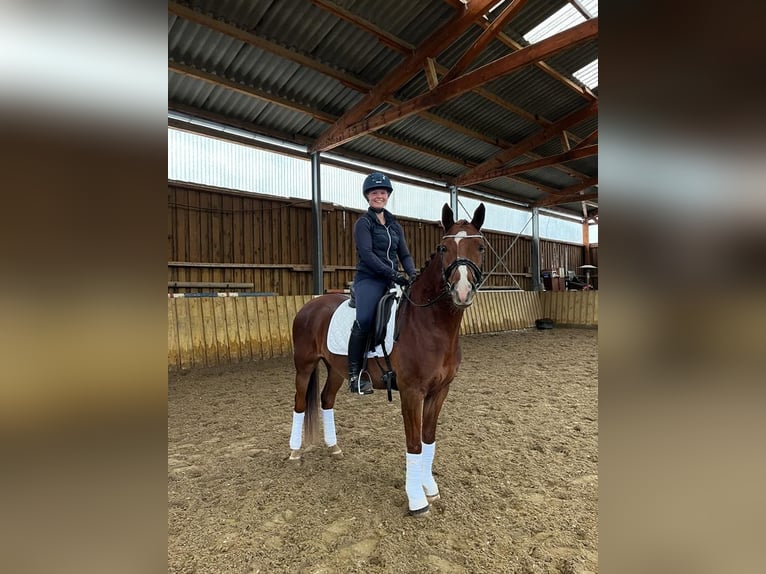 German Riding Pony Gelding 5 years in Neuenkirchen