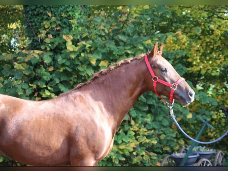 German Riding Pony Gelding 5 years in Ritterhude