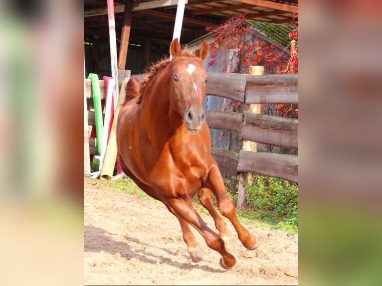 German Riding Pony Gelding 5 years in Ritterhude