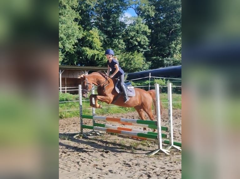 German Riding Pony Gelding 5 years in Ritterhude