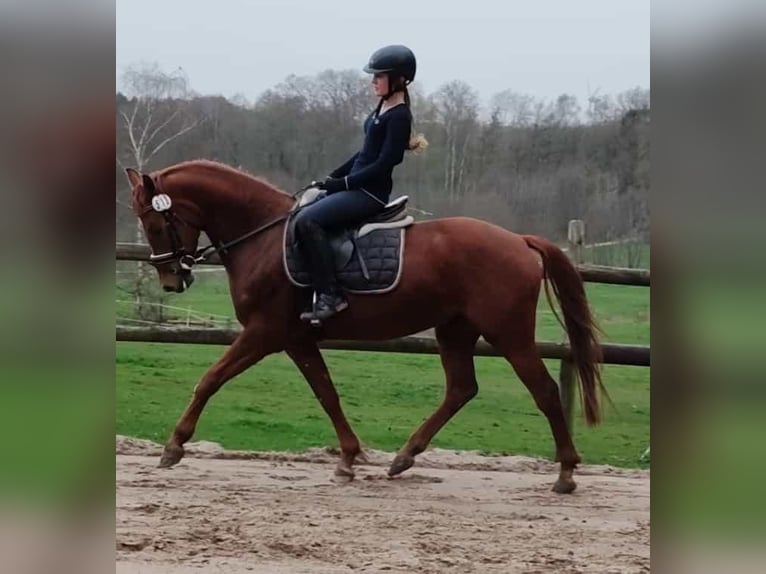 German Riding Pony Gelding 5 years in Ritterhude