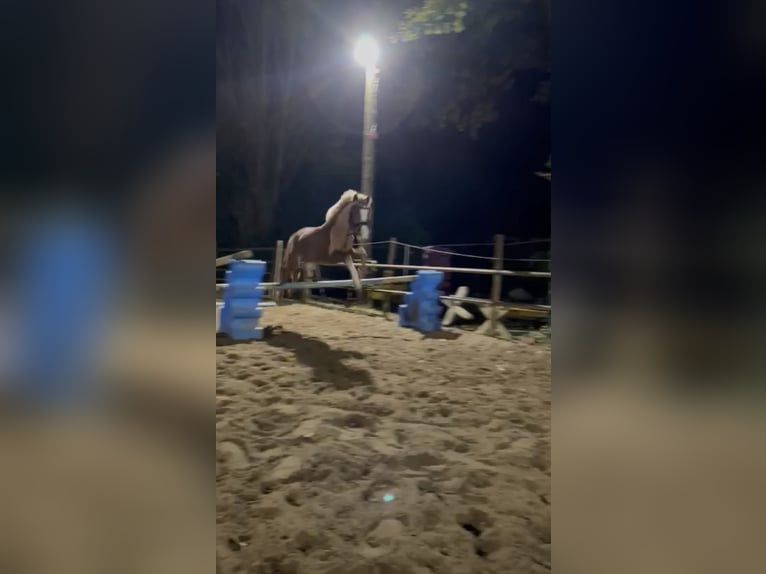 German Riding Pony Mix Gelding 6 years 11,2 hh Chestnut-Red in Borstel