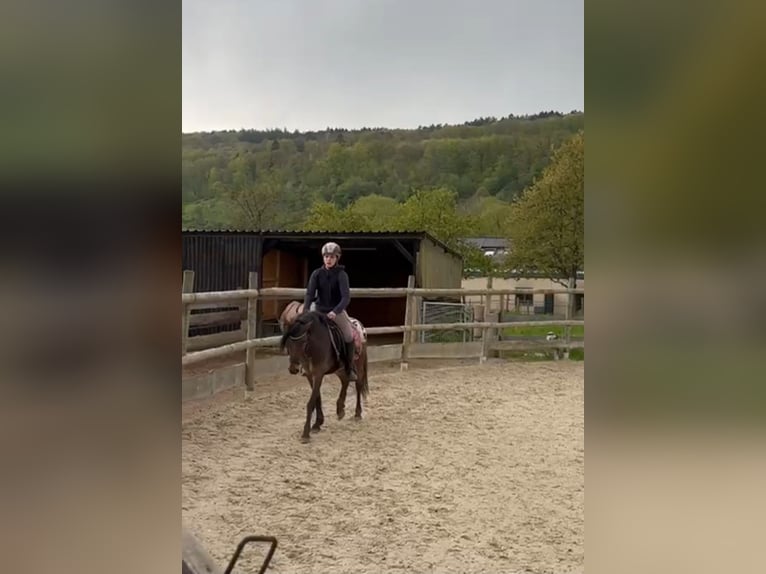 German Riding Pony Gelding 6 years 12,2 hh Pinto in Echternacherbrück