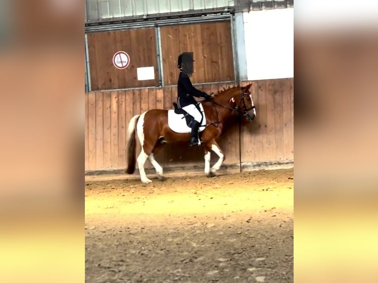 German Riding Pony Gelding 6 years 12,3 hh Pinto in Dülmen