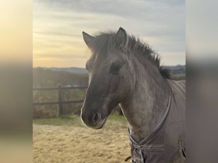German Riding Pony Mix Gelding 6 years 12,3 hh Dun in Gevelsberg