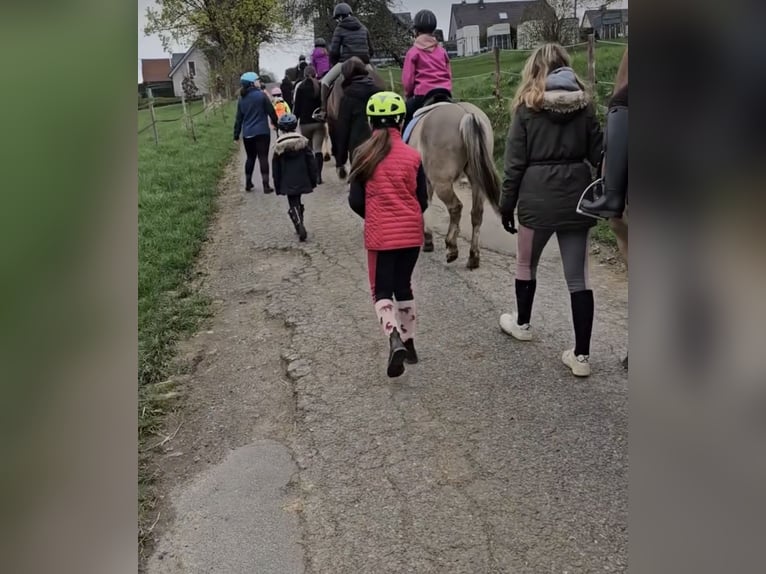 German Riding Pony Mix Gelding 6 years 12,3 hh Dun in Gevelsberg