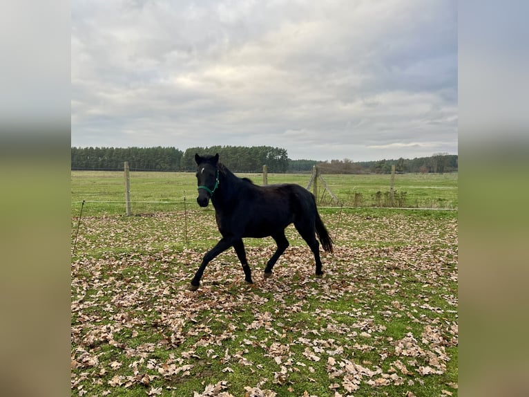 German Riding Pony Gelding 6 years 13,2 hh Black in Roggentin