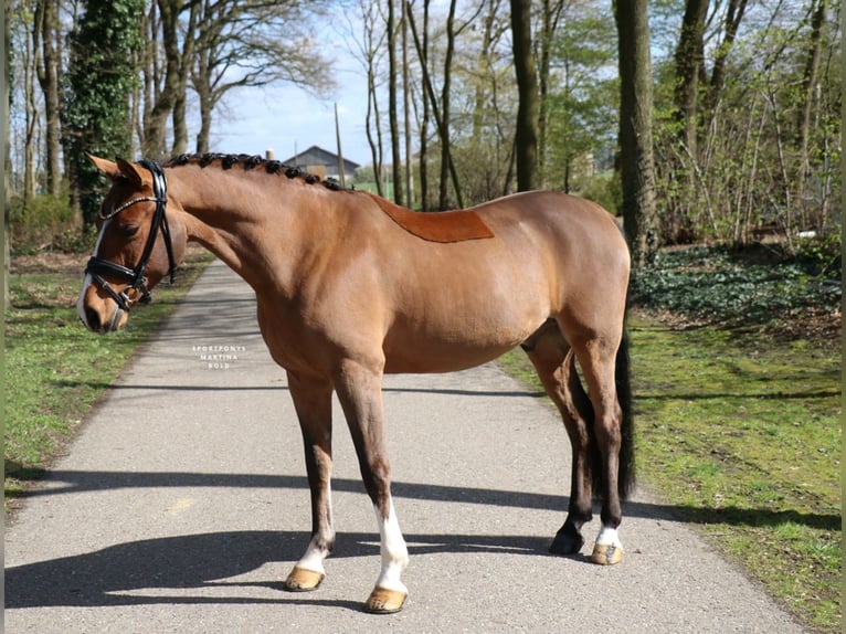 German Riding Pony Gelding 6 years 13.2 hh Brown in Recke, bei Osnabrück
