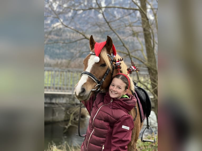 German Riding Pony Gelding 6 years 13,2 hh Chestnut-Red in Schlins