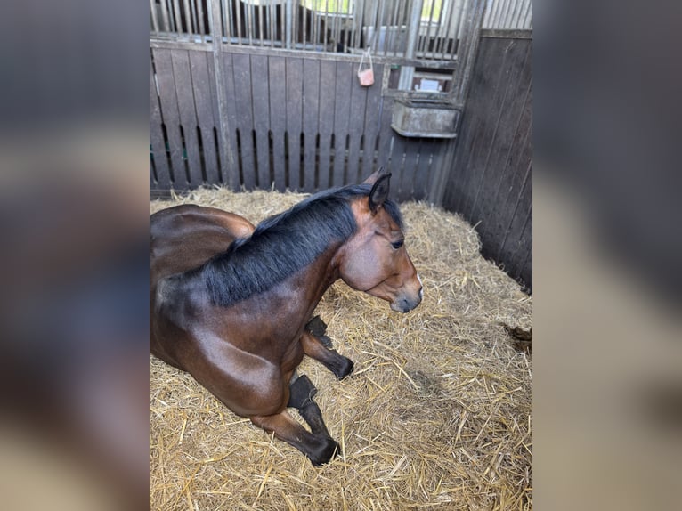 German Riding Pony Gelding 6 years 13.3 hh Bay-Dark in Hannover