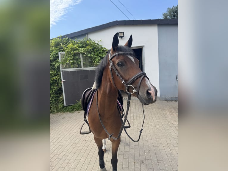 German Riding Pony Gelding 6 years 13.3 hh Bay-Dark in Hannover