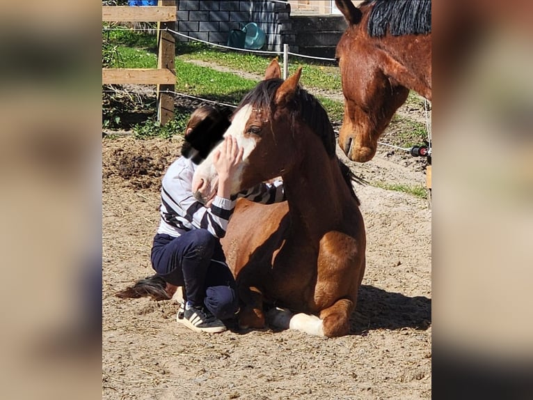 German Riding Pony Gelding 6 years 13.3 hh Chestnut in Reiskirchen