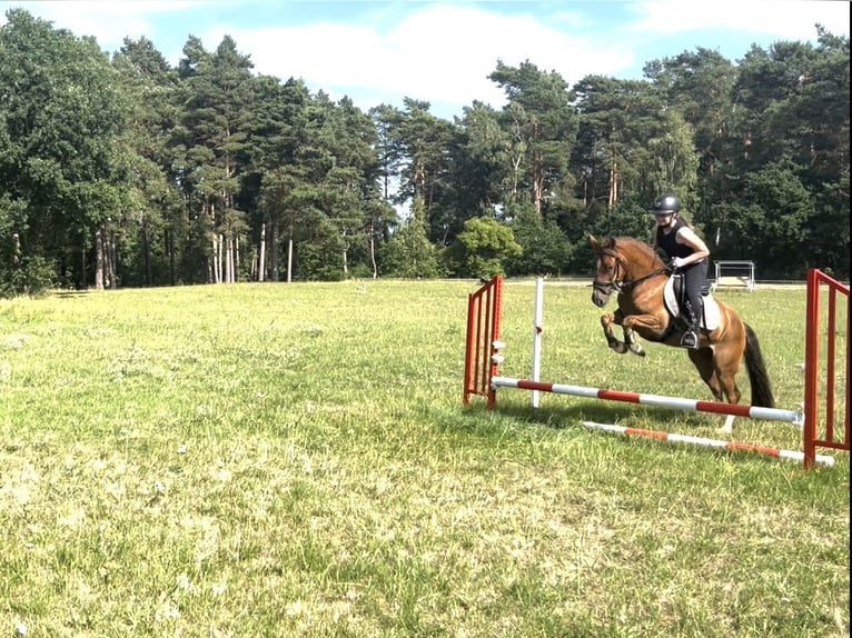 German Riding Pony Gelding 6 years 13.3 hh Chestnut-Red in Wittstock