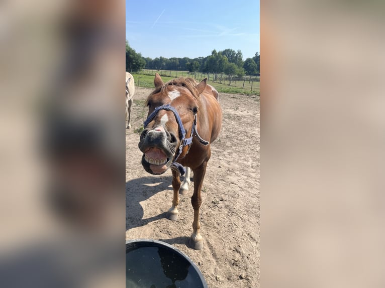 German Riding Pony Gelding 6 years 13.3 hh Chestnut-Red in Wittstock