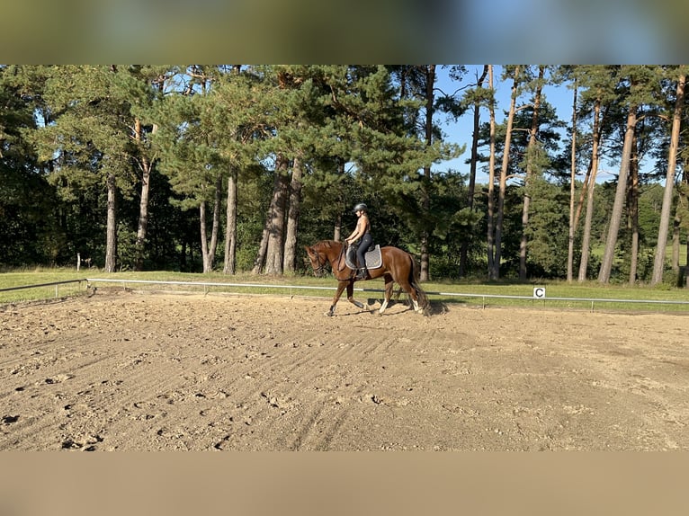 German Riding Pony Gelding 6 years 13.3 hh Chestnut-Red in Wittstock