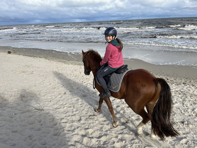 German Riding Pony Gelding 6 years 13.3 hh Chestnut-Red in Wittstock
