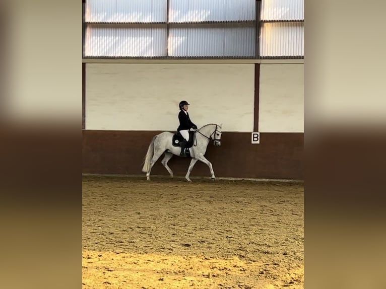 German Riding Pony Gelding 6 years 13,3 hh Gray in Melle