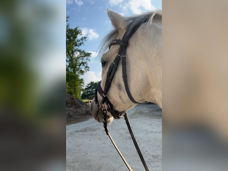 German Riding Pony Gelding 6 years 13,3 hh Gray in Melle