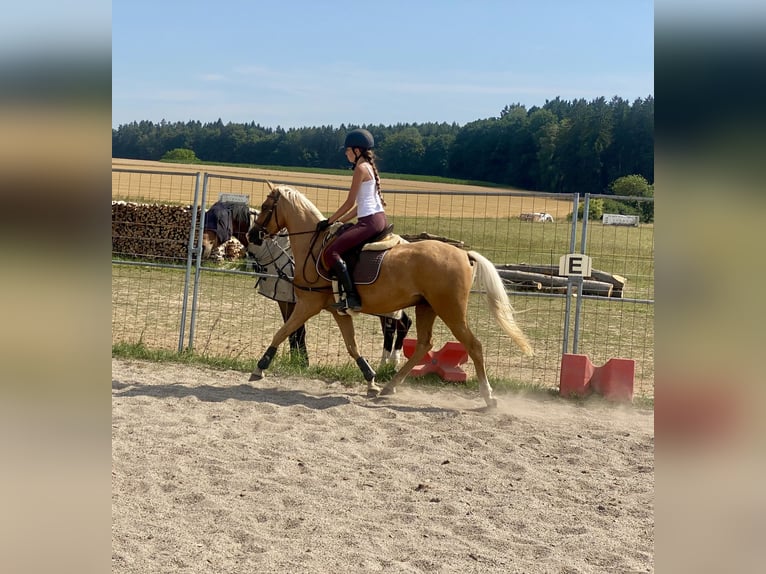 German Riding Pony Mix Gelding 6 years 13.3 hh Palomino in Deuerling