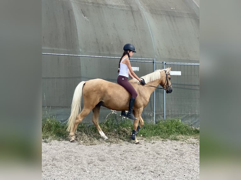 German Riding Pony Mix Gelding 6 years 13.3 hh Palomino in Deuerling