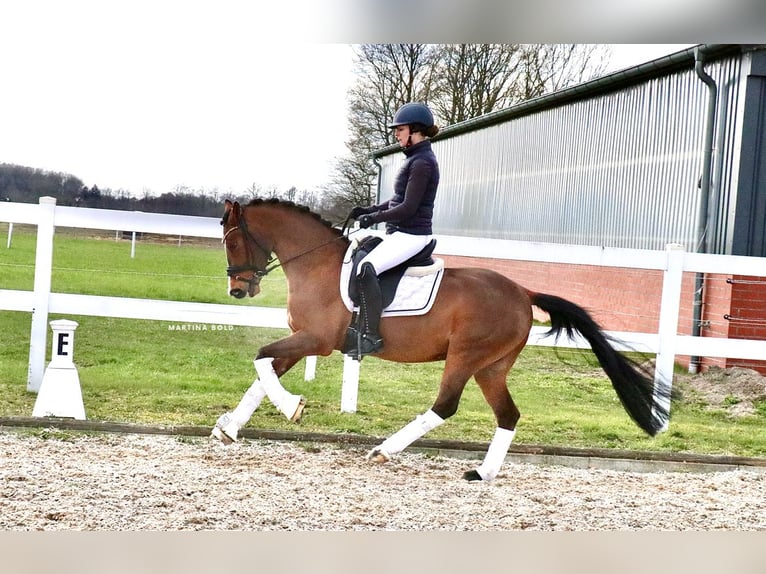 German Riding Pony Gelding 6 years 13,2 hh Brown in Recke, bei Osnabrück